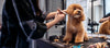 How Proper Grooming Supports Your Dog’s Overall Health