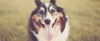 The Best Ways to Keep Your Dog Active in Old Age