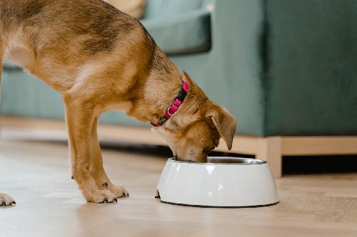 7 Ingredients That You Should Never Pin In Your Dog's Food