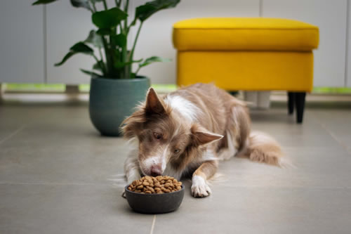 The Importance of Quality Dog Food For Dogs