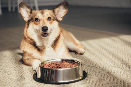 Watch Out for These Dog Food Ingredients in Your Pet’s Food